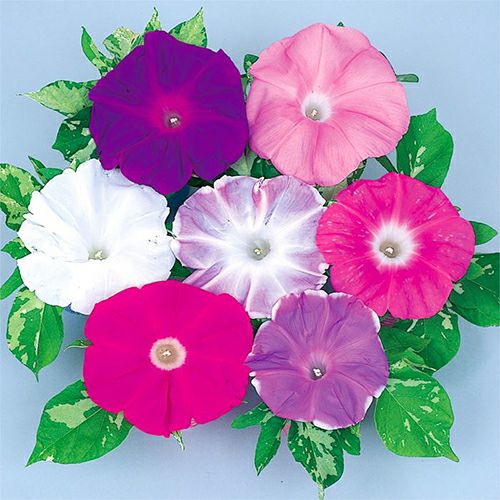 000000022713-01.jpg?size=l&w=