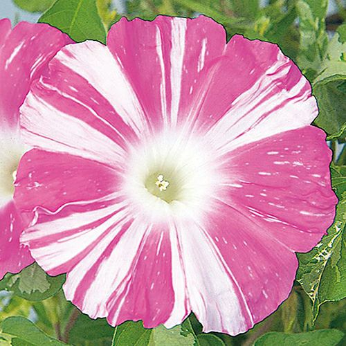 朝顔 種 【 暁の舞 】 実咲小袋 （ 朝顔の種 ） | 農業屋.com