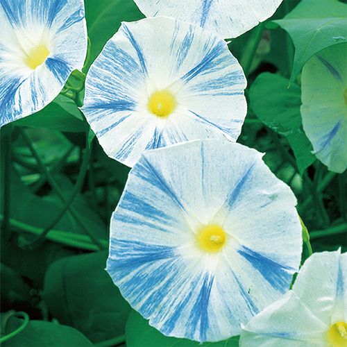 000000022721-01.jpg?size=l&w=