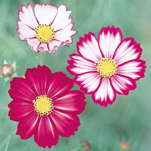 コスモス（秋桜） | 農業屋.com
