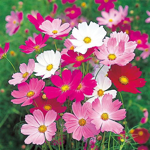 コスモス（秋桜） | 農業屋.com
