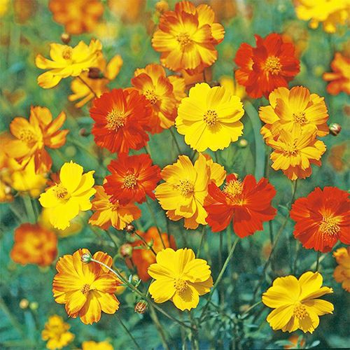 コスモス（秋桜） | 農業屋.com
