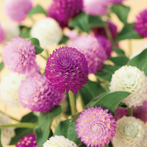 千日紅 種 【 ネオン ミックス 】 実咲小袋 （ 千日紅の種 ） | 農業屋.com