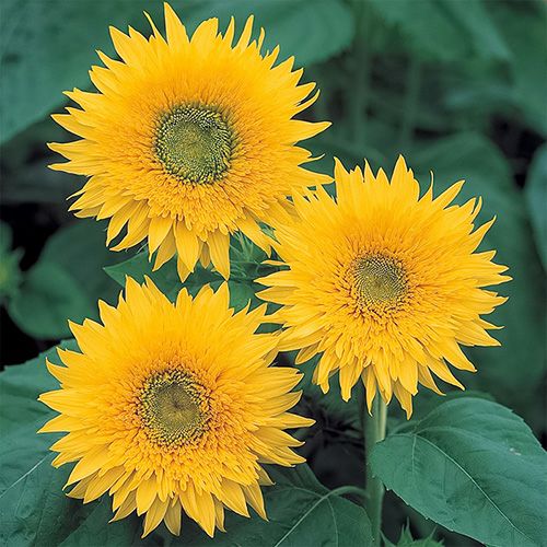 ひまわり 種 【 モネのひまわり 】 実咲小袋 （ ひまわりの種