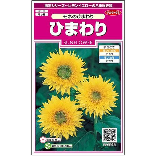 ひまわり 種 【 モネのひまわり 】 実咲小袋 （ ひまわりの種