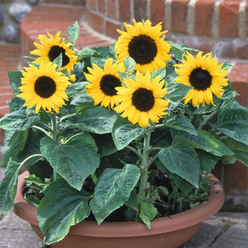 ひまわり | 農業屋.com