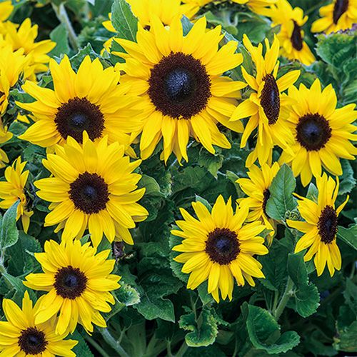 ひまわり | 農業屋.com