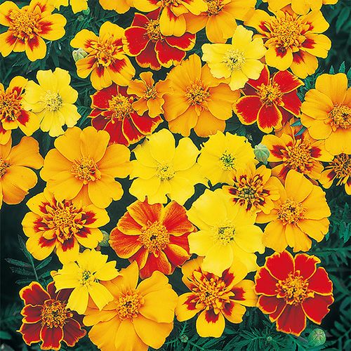 000000022817-01.jpg?size=l&w=