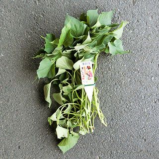 さつまいも苗 【バイオ まいこ金時】 10本 【予約販売 芋づる