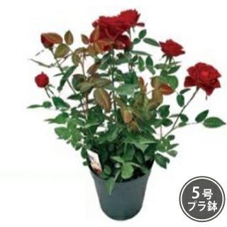 ミニバラ苗 ギフト ボリュームアップバスケット入り （予約販売