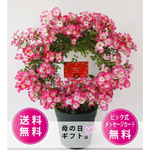 ■当日発送可能！ユキトリイ　セレモニー　９号　ピンク　バラの地模様　上品 沖縄リウボウピンクハウスNEWS｜ピンクハウスオフィシャルオンライン