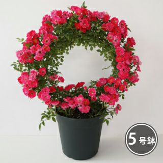 バラ苗 ギフト 幸せを呼ぶリング仕立て 須磨 | 農業屋.com