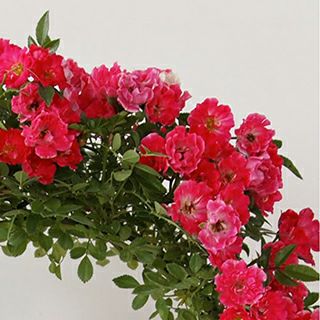 バラ苗 ギフト 幸せを呼ぶリング仕立て 須磨 | 農業屋.com