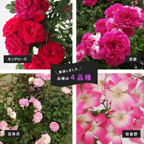 バラ苗 ギフト 幸せを呼ぶリング仕立て 須磨 | 農業屋.com