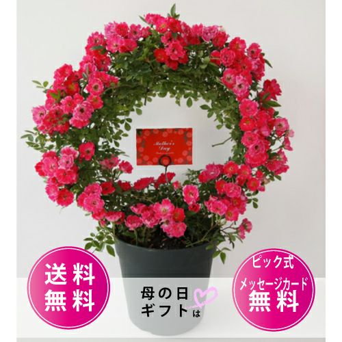 幸せリング♡つるバラ♡リング仕立て♡須磨♡ バラ苗 ギフト 幸せを呼ぶリング仕立て 須磨 | 農業屋.com