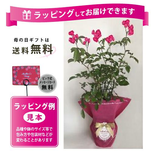 バラ苗 ギフト 絆を結ぶミニトレリス仕立て 安曇野 （予約販売