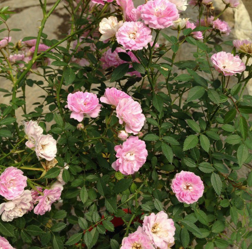 000000022973-02.jpg?size=l&w=