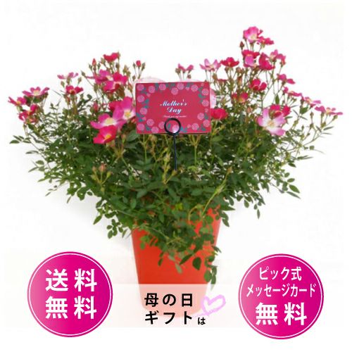 バラ苗 ギフト ハート仕立て 真珠貝 | 農業屋.com