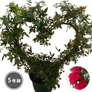 バラ苗 ギフト ハート仕立て キングローズ | 農業屋.com