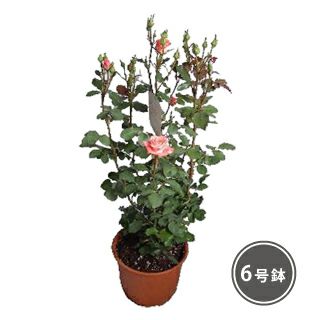 バラ苗 ギフト 花芽付きバラ大株苗 (予約販売) | 農業屋.com バラ苗 ギフト 花芽付きバラ大株苗 (予約販売) | 農業屋.com