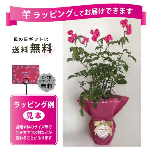 バラ苗 ギフト 花芽付きバラ大株苗 (予約販売) | 農業屋.com バラ苗 ギフト 花芽付きバラ大株苗 (予約販売) | 農業屋.com