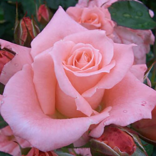 Tiffanyバラ　リ 000000023096-01.jpg?size=l&w=
