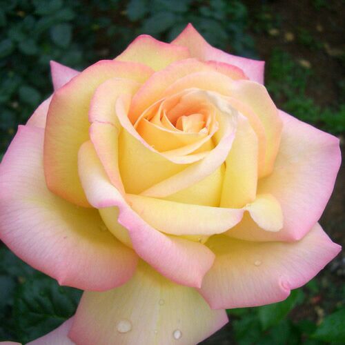 000000023103-01.jpg?size=l&w=