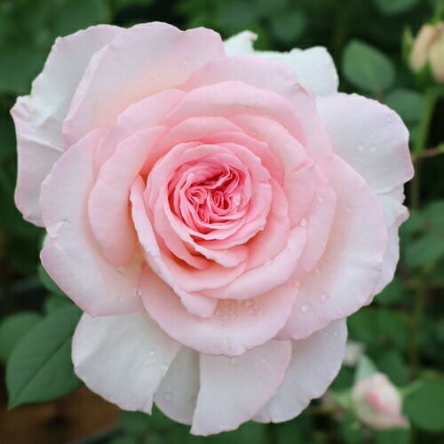 000000023104-01.jpg?size=l&w=