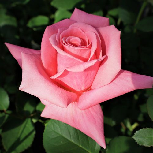 バラ苗(予約販売) 【芳純】 新苗 4号鉢 （ハイブリッドティーローズ