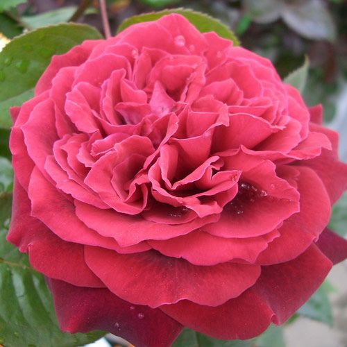 000000023119-01.jpg?size=l&w=