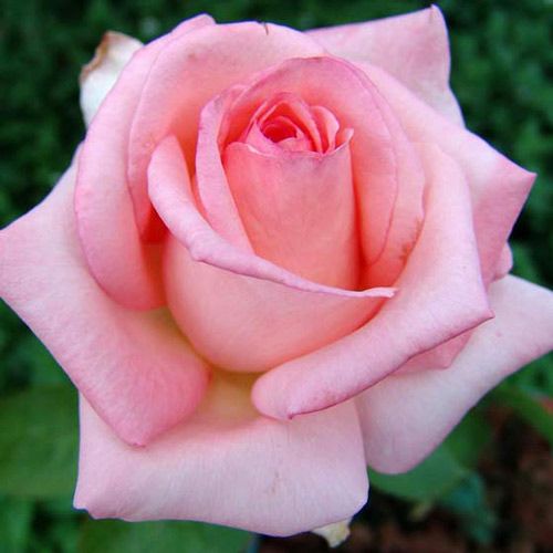 000000023163-01.jpg?size=l&w=