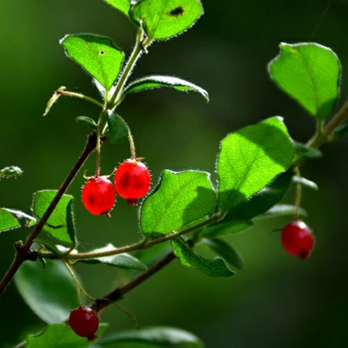 苗木 ウグイスカグラ 10.5cmポット | 農業屋.com