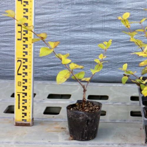 苗木 ウグイスカグラ 10.5cmポット | 農業屋.com