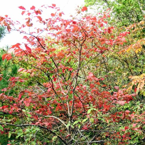 苗木 ナツハゼ 15cmポット | 農業屋.com