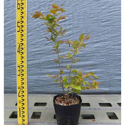 苗木 ナツハゼ 15cmポット | 農業屋.com