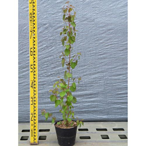 苗木 カツラ 15cmポット | 農業屋.com