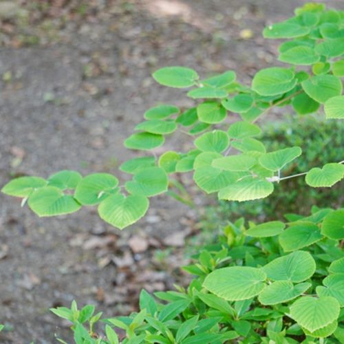 苗木 ハクウンボク 12cmポット | 農業屋.com