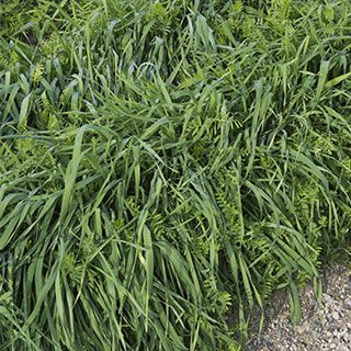 緑肥 種 【 まめむぎマルチ2】 1kg ( 緑肥の種 ) | 農業屋.com