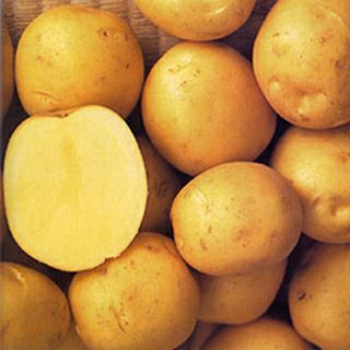 じゃがいも 種芋 【予約】 【 普賢丸 500g 入り】[馬鈴薯 ばれいしょ