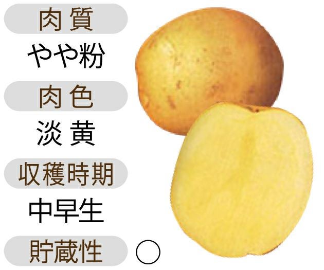 じゃがいも 種芋 【予約】 【 普賢丸 500g 入り】[馬鈴薯 ばれいしょ