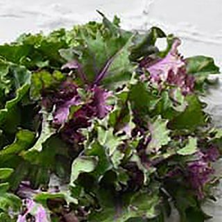 ャベツ 野菜苗 【プチヴェール ルージュ】 苗 6本セット