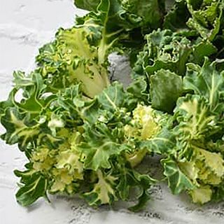 キャベツ 野菜苗 【プチヴェール ホワイト】 苗 6本セット 【予約販売