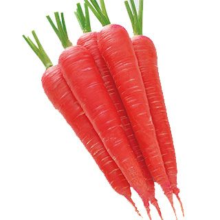にんじん 種 【 京くれないEX 】 ペレット1万粒 （ 種 野菜 野菜種子