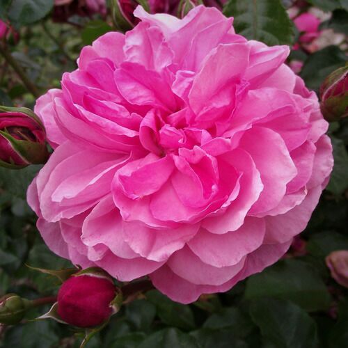 バラ苗(予約販売) 【カフェファセット】 2年大株苗 4号鉢