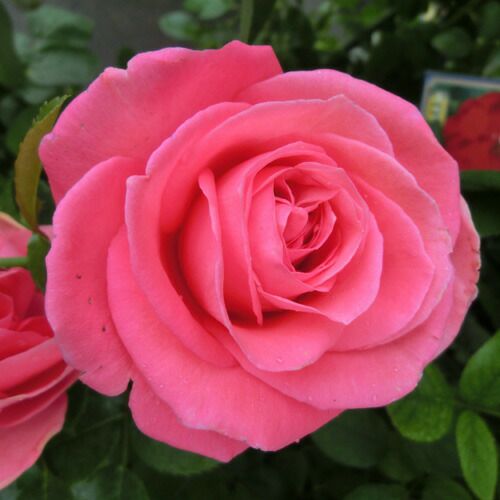 000000023486-01.jpg?size=l&w=