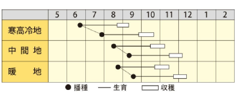 ダイコン 種 【 YR夏かなで 】 1000粒 ( ダイコンの種 ) | 農業屋.com
