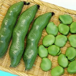 豆 種 【 ソラ豆緑陵西一寸 】 23粒 ( 豆の種 ) | 農業屋.com