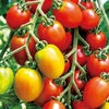 ミニトマト 種 【ピッコラルージュＣＦ】 8粒