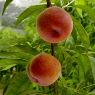 果樹苗 【 桃 ひめこなつ 1年生苗木 】 品種 ひめこなつ 品種登録番号