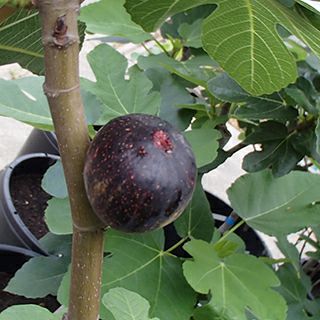 000000023579-01.jpg?size=l&w=